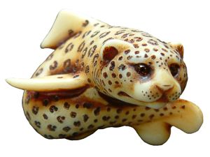 Leopard Shark
