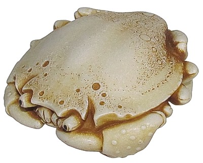 Crab Palm Charm