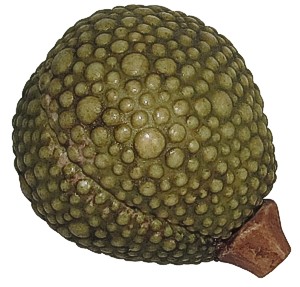Frog Pod - Closed
