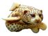 Leopard Shark