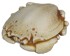 Crab