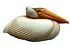 pelican