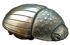 beetle -bronze