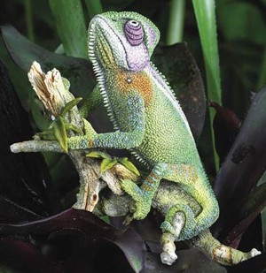 Chameleon