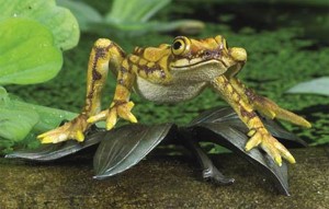 Harlequin Frog