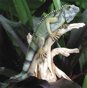 Iguana