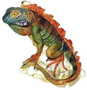 Drazil The Iguana - Rainbow