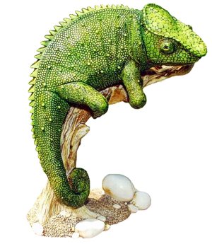 Masquerade The Chameleon - Green