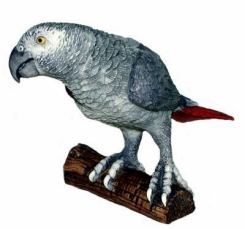 Luis The African Grey Parrot