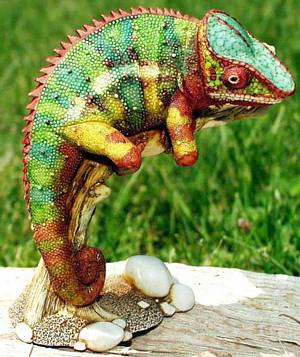 Masquerade The Chameleon - Multi-Colored