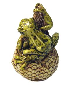 Frog On Snake Fruit
