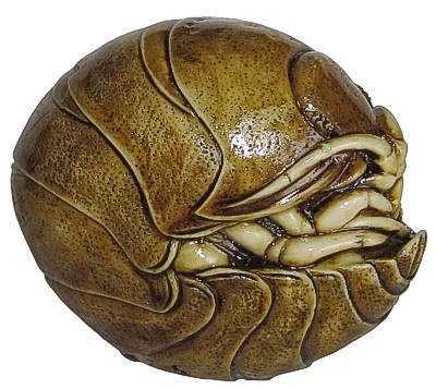 Woodlouse