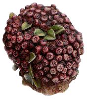 Cranberry