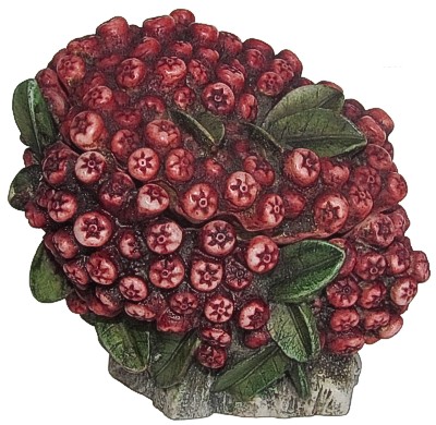 Cranberry