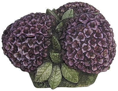 Hydrangea