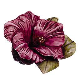 Hibiscus