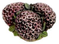 Hydrangea