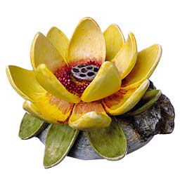 Lotus