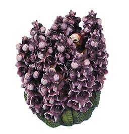 Snapdragon