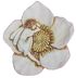 Madelon's Rose