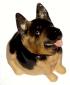 Sydney The German Shepherd