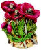 Poppy