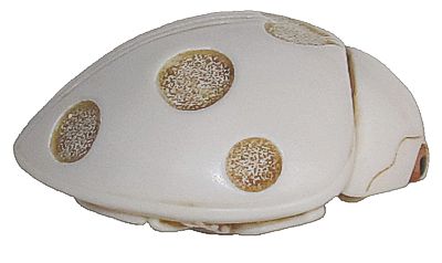 Love Bug - Palm Charm - Ivory