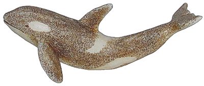 Killer Whale - Netsuke