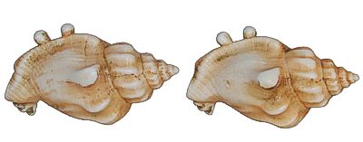 Pinchers The Crab