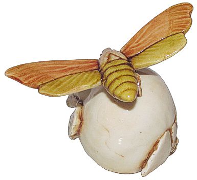 Moth On Onion