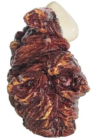 Shitake Mushroom